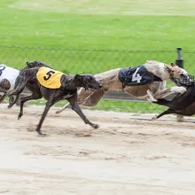 greyhound racing icon